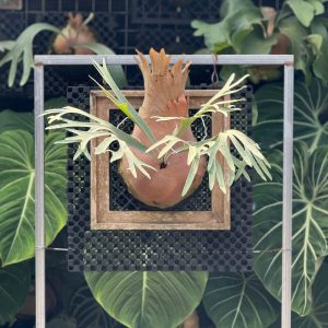 Platycerium Bifurcatum Sp White